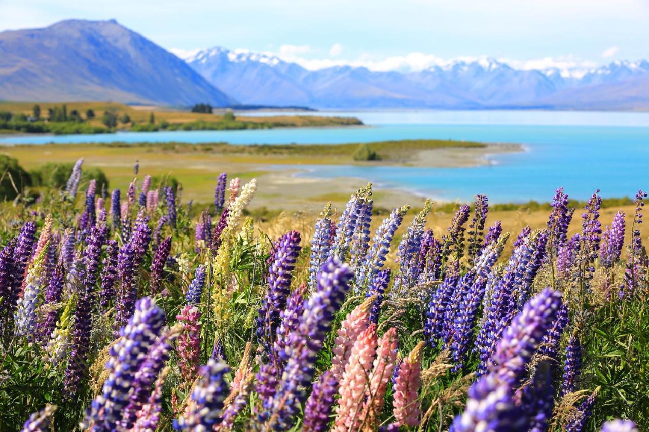 Galaxy Boutique Hotel Lake Tekapo Eksteriør bilde Lupine flowers at Lake Tekapo